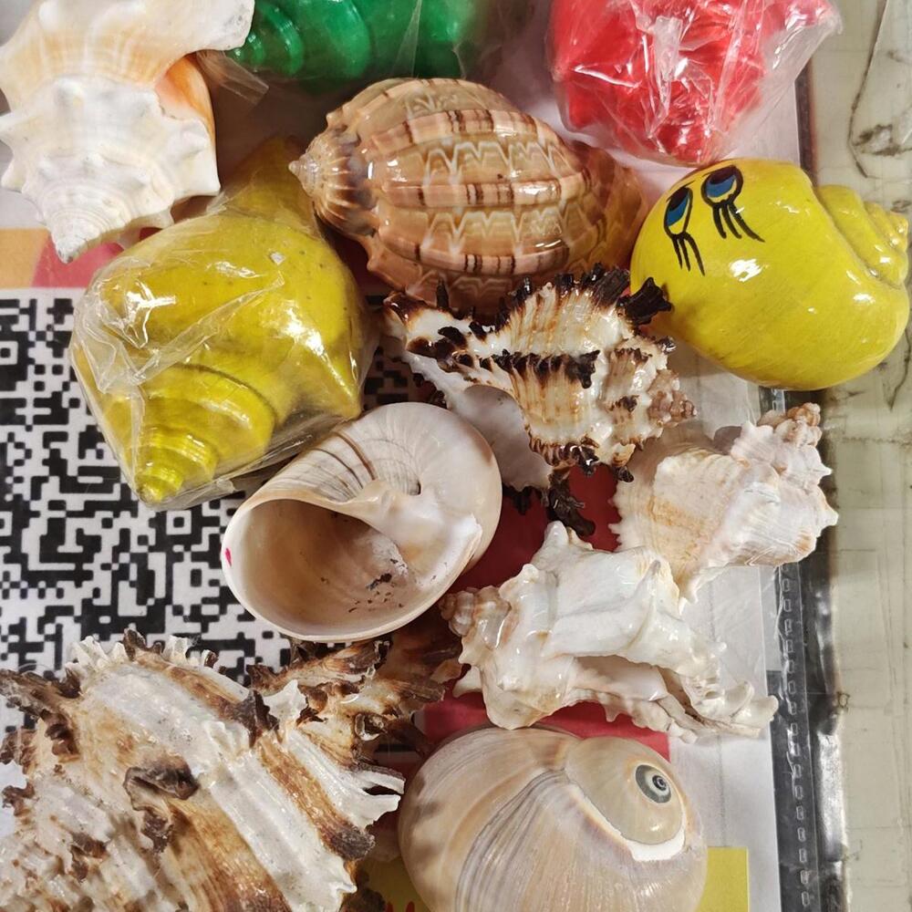 Hermit crab Shells .5 to 1 inch Assorted 12 Pack